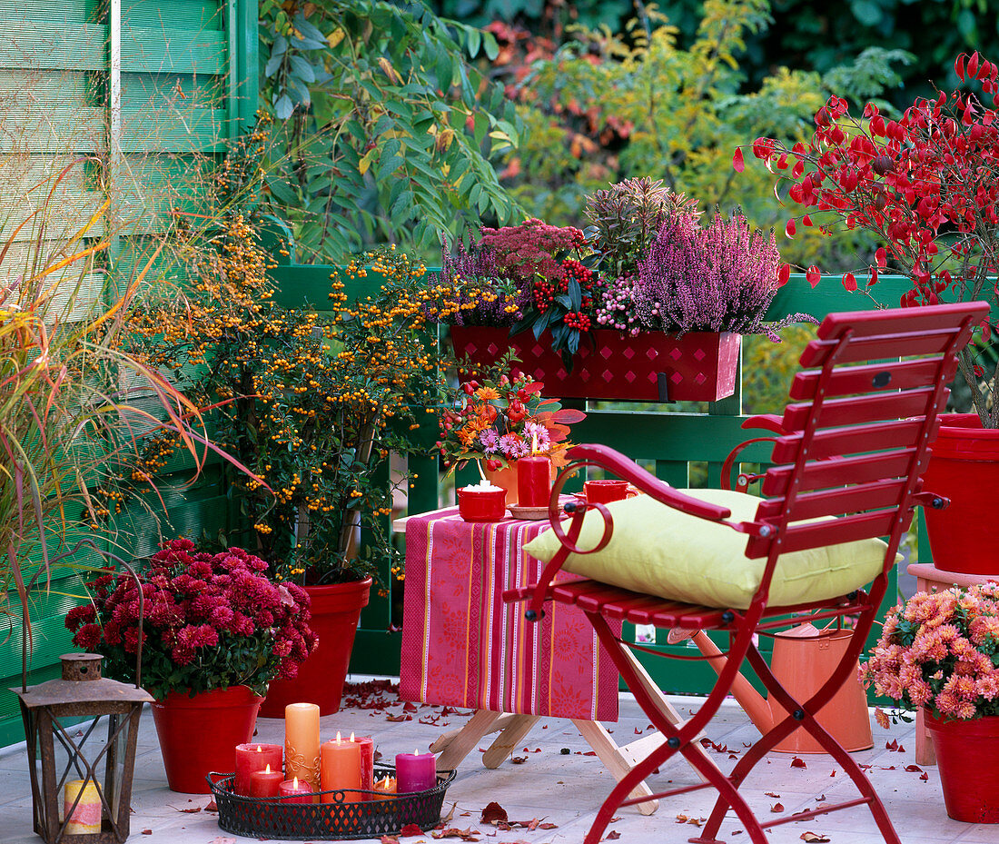 Chrysanthemum 'Tictac' (Tipo), Pyracantha (Feuerdorn), Calluna (Heather)