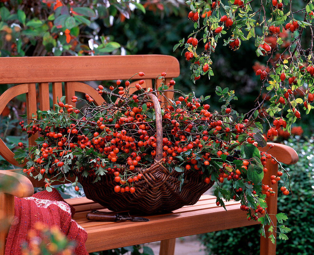 Korb mit Rosa / Hagebutten, Crataegus / Weißdorn auf Holzbank