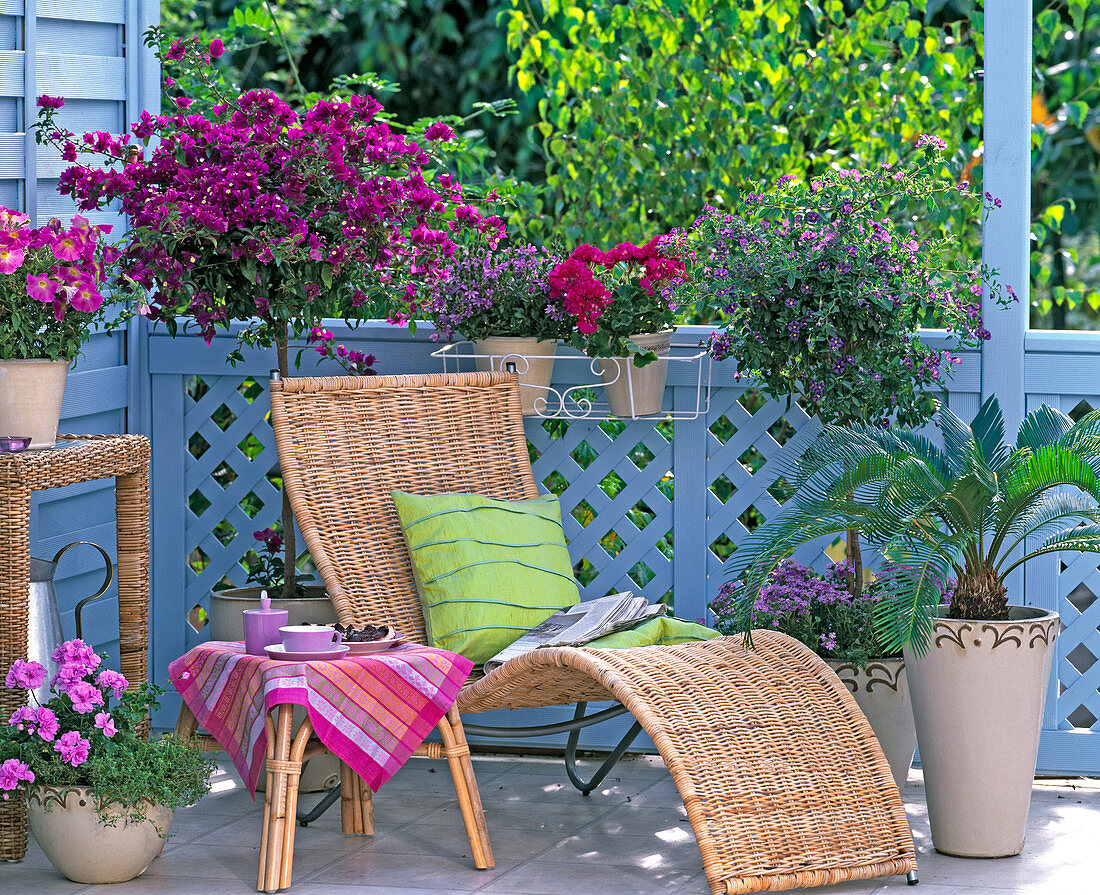 Bougainvillea, Solanum (Enzianbaum), Cycas (Palmfarn)