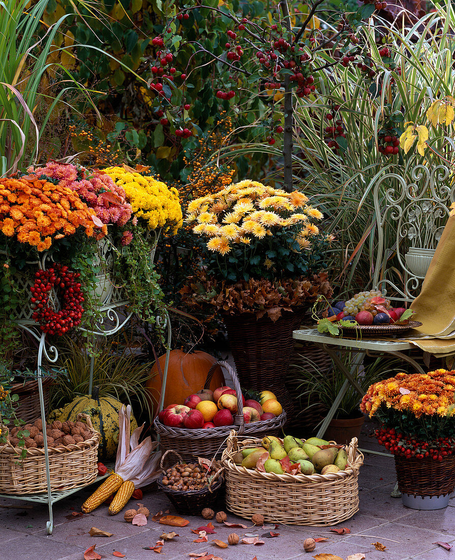 Chrysanthemum 'Rhodos', 'Luron', 'Eos', 'Tipo', 'Spider Orange' (Chrysanthemen)