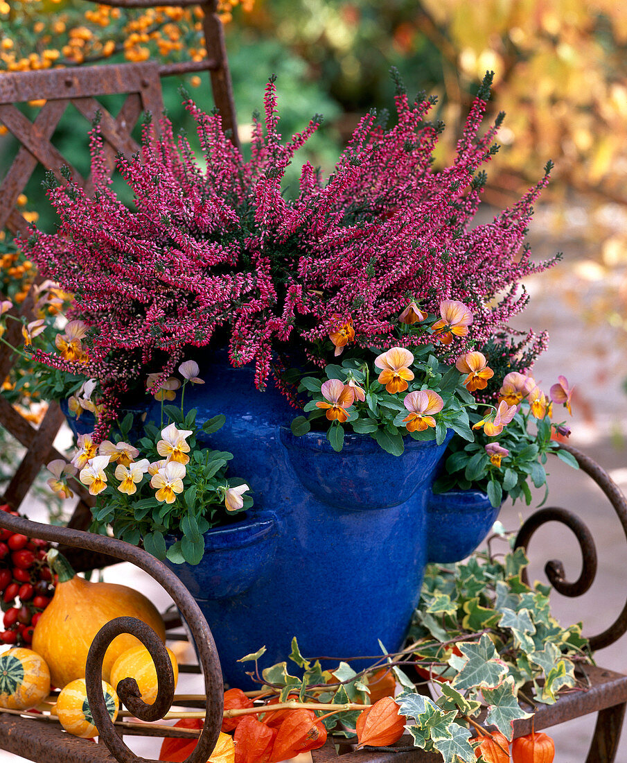 Calluna 'Amethyst' (bud-flowering heather), Viola cornuta 'Snazzy Apricot' (horned violet)