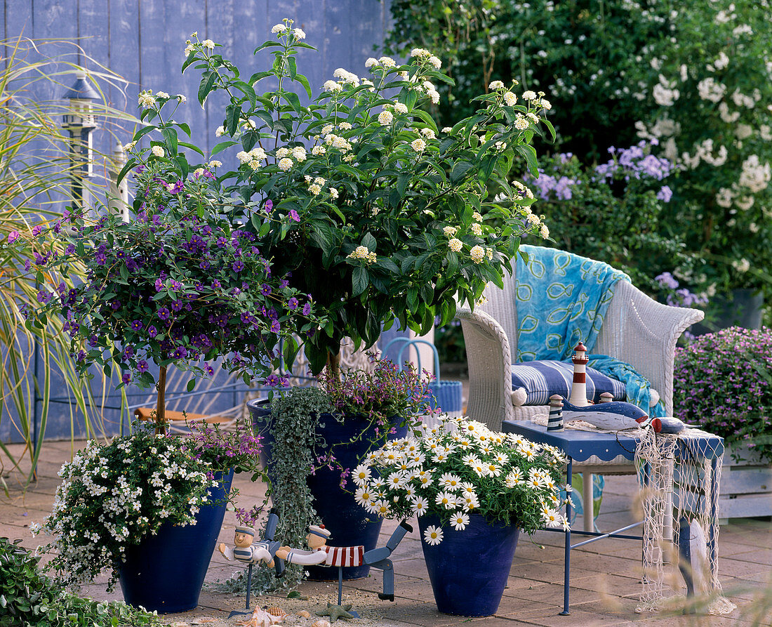 Maritim, Lantana, Solanum (gentian) tree