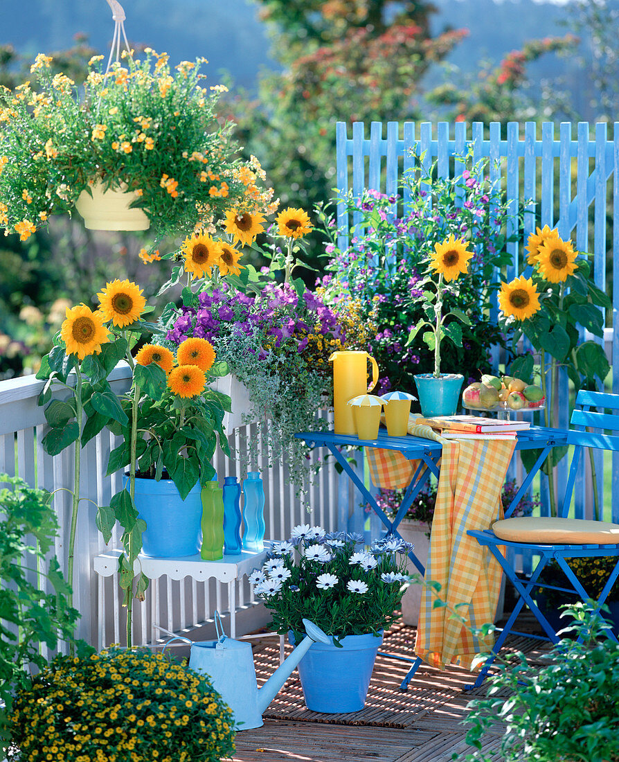 Helianthus (sunflower), Solanum (blue solanum shrub)