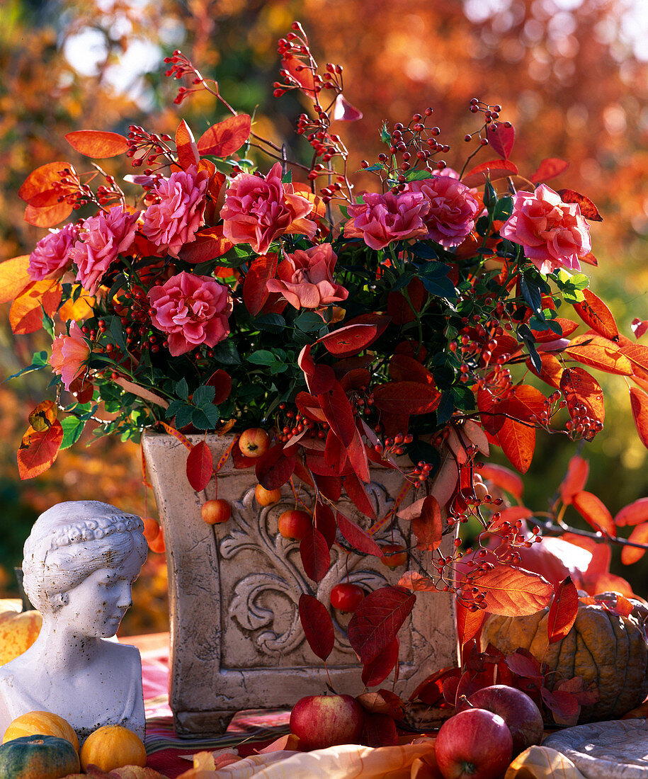 Rosa (Mini-Topfrosen), Hagebutten, Malus (Äpfel), Zieräpfel, Amelanchier (Felsenbirne)