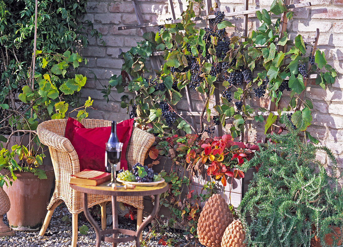 Vitis vinifera / Wein mit blauen Trauben