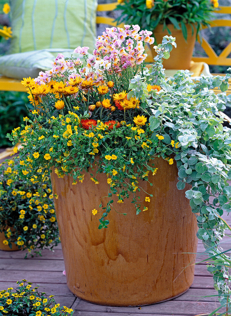 Helichrysum sundaze 'Gold' (Strohblume)