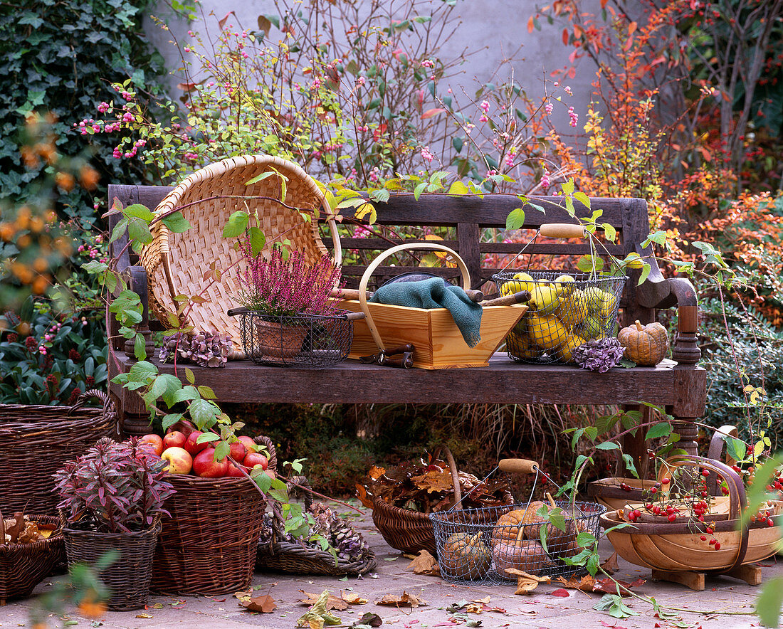 Wooden bench, baskets, Calluna (heather), Cydonia (quince), Euphorbia 'Helena' (spurge)