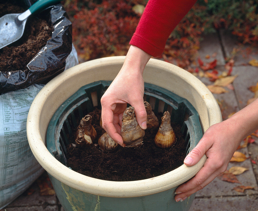 Planting daffodils in tubs in autumn (3/7)