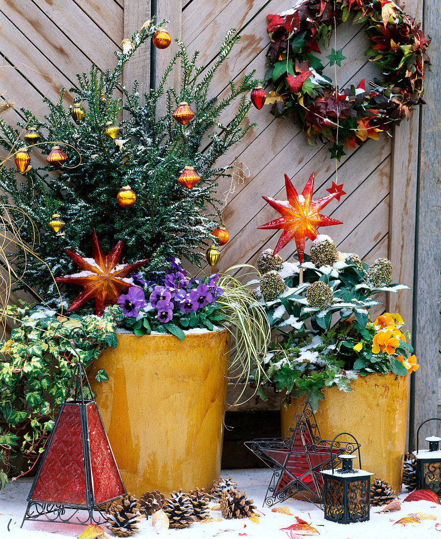 Taxus 'Rushmore' (Eibe (Nasto-Symphonie)), Skimmia, Viola 'Blue with Blotch'