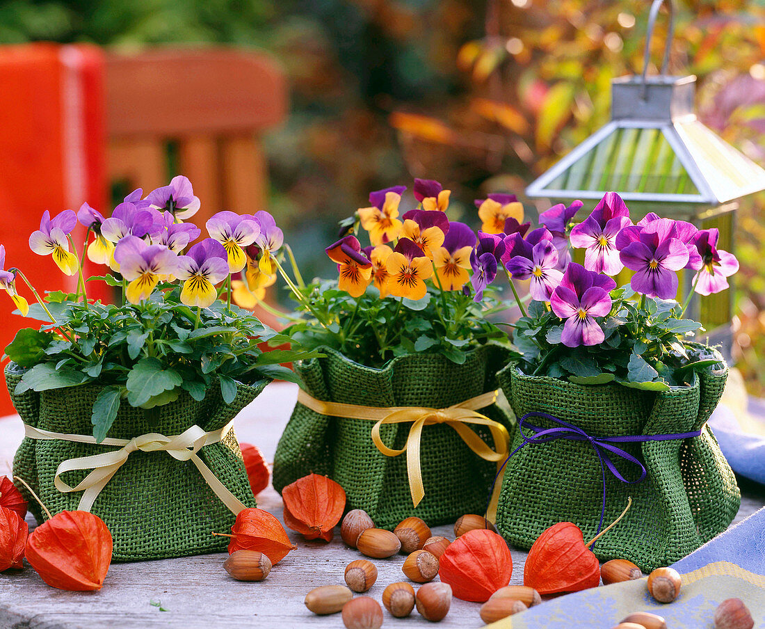 Viola sorbet 'Orange Duett', 'Purple Duett', 'Sunny Royale' (Horned violet)