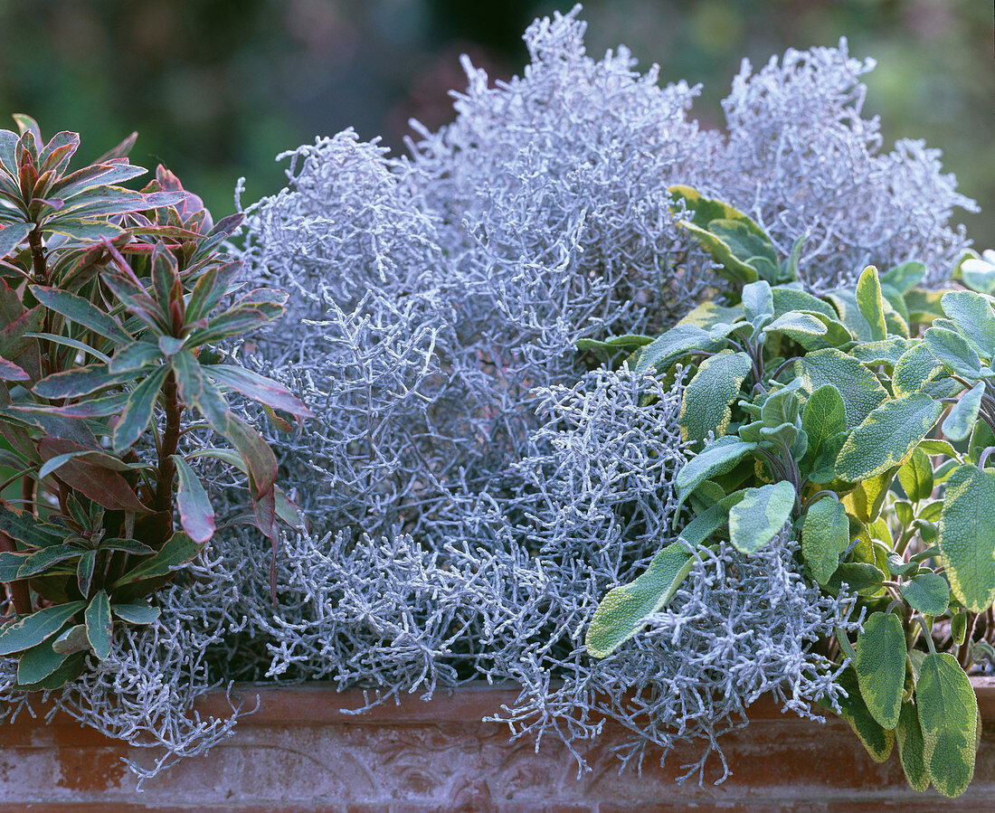 Calocephalus / Stacheldraht, Euphorbia 'Helena' / Wolfsmilch, Salvia 'Icterina'