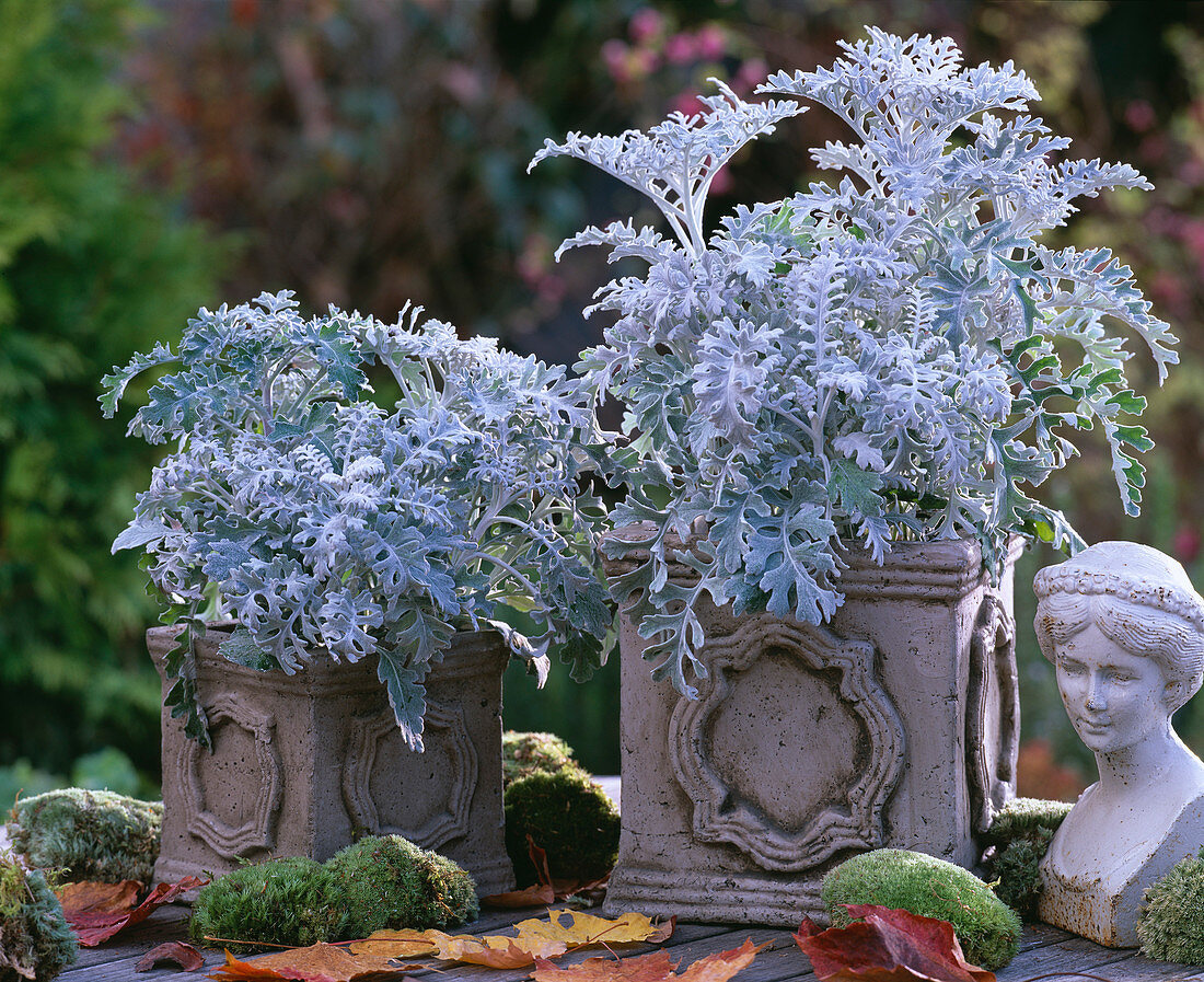 Cineraria maritima (silver leaf in square cement pots, female bust, moss)