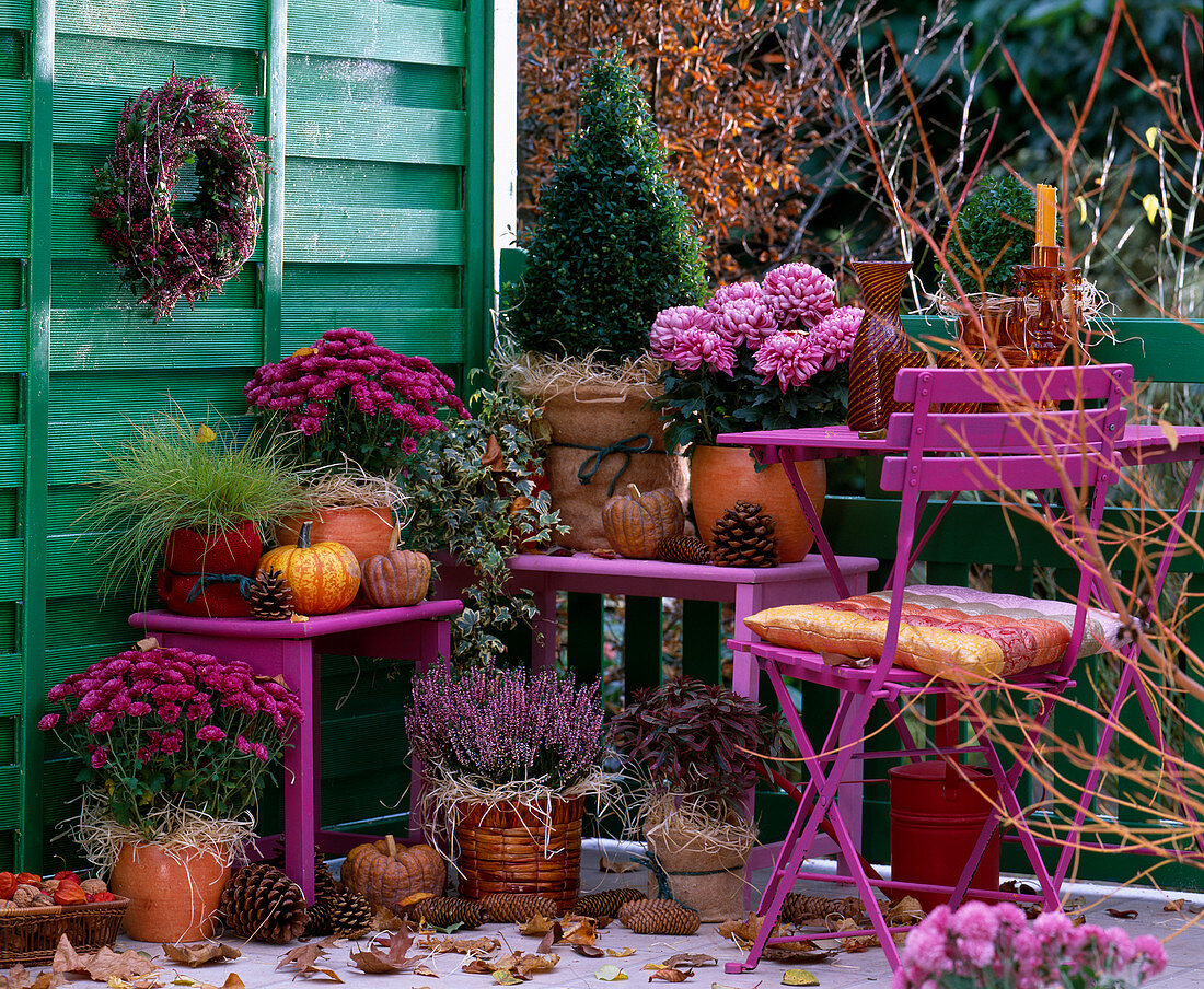 Chrysanthemum, Calluna 'Amethyst' (heath), Buxus (book), Hedera