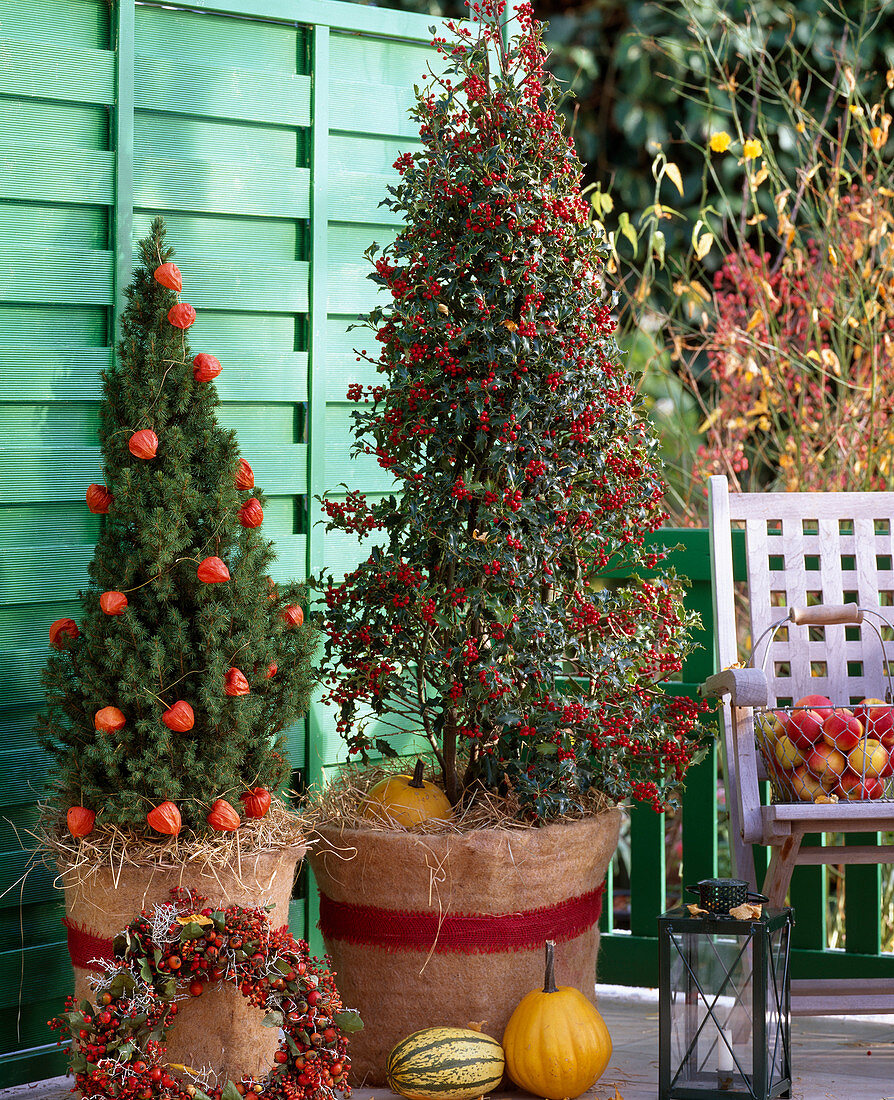 Ilex aquifolium 'Alaska' (holly), Picea glauca 'Conica' (sugar loaf spruce)