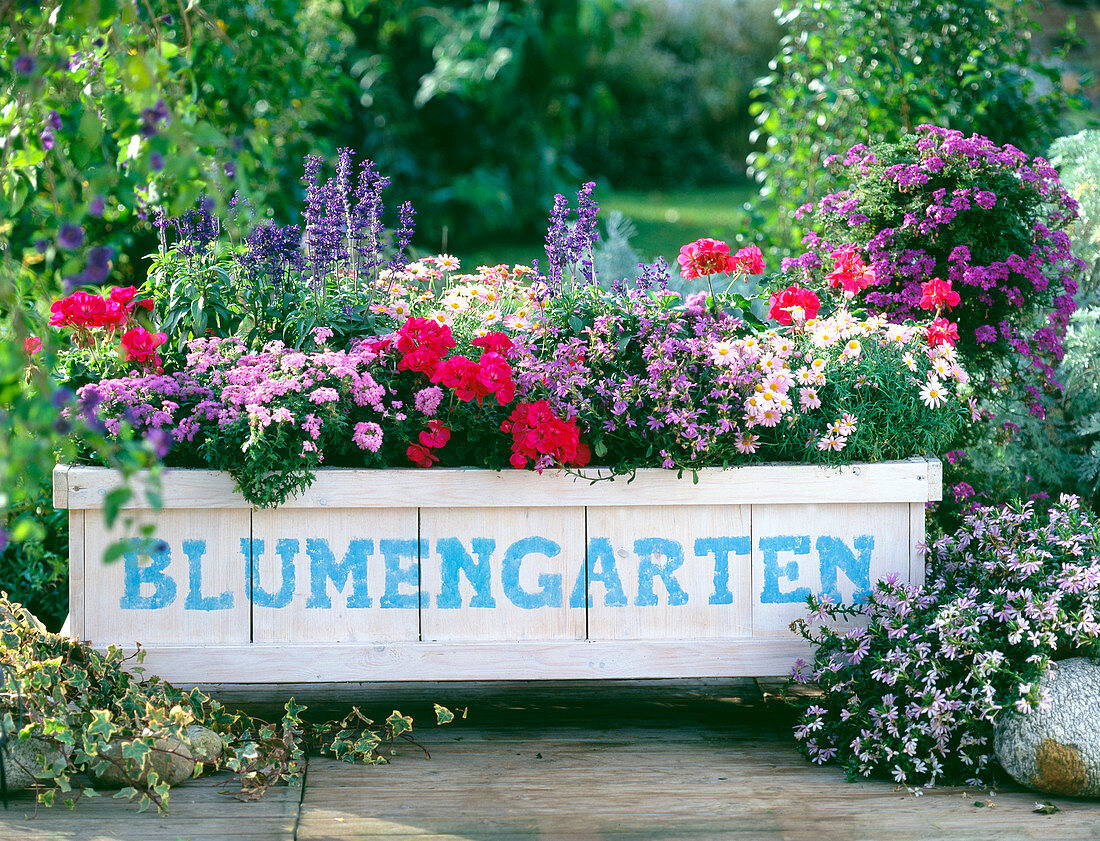 Mobile flower garden with Salvia farinacea (mealy sage)