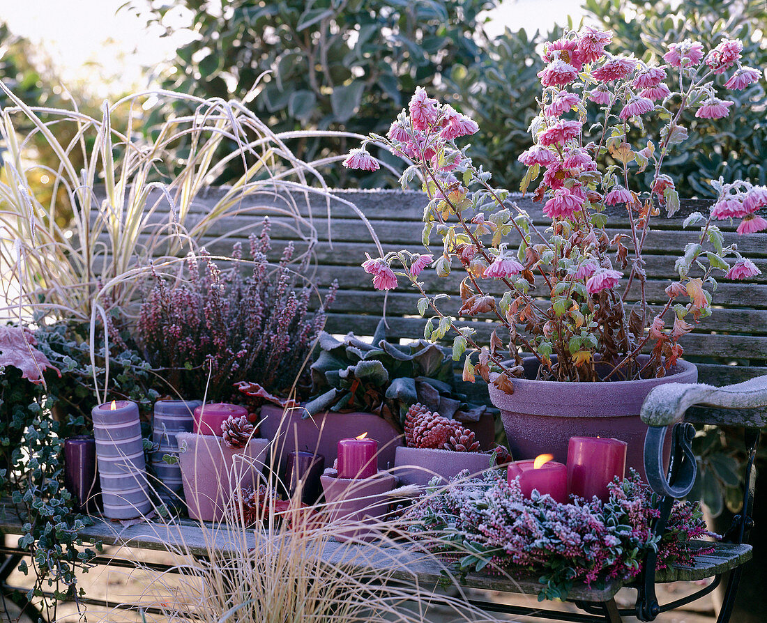 Chrysanthemum 'Corinna' / Chrysantheme, Calluna / Heide, Bergenia, Gräser, Kranz