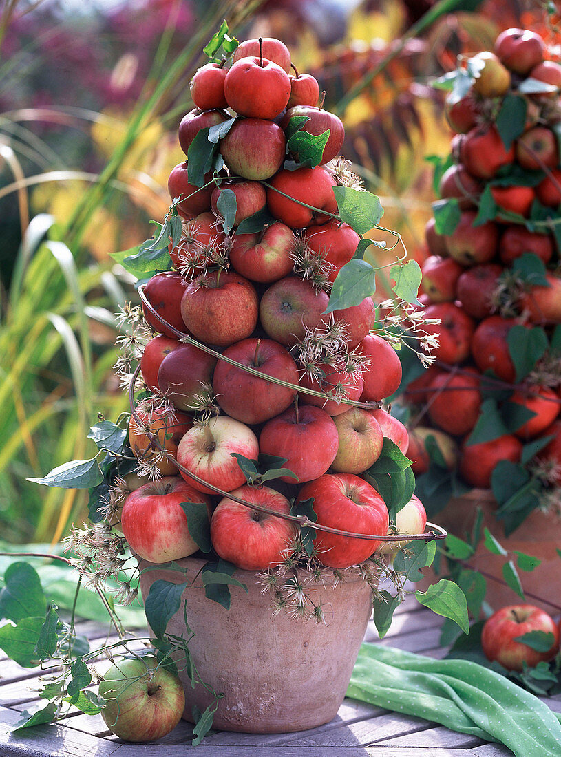 Apfelpyramide (3/3): Malus (Äpfel) mit Holzstäben in Trockenoasis gesteckt