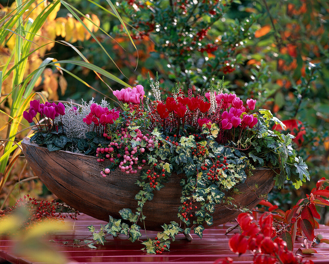 Cyclamen (cyclamen), Pernettya (peat myrtle), Hedera 'Golden Ingot' (ivy)