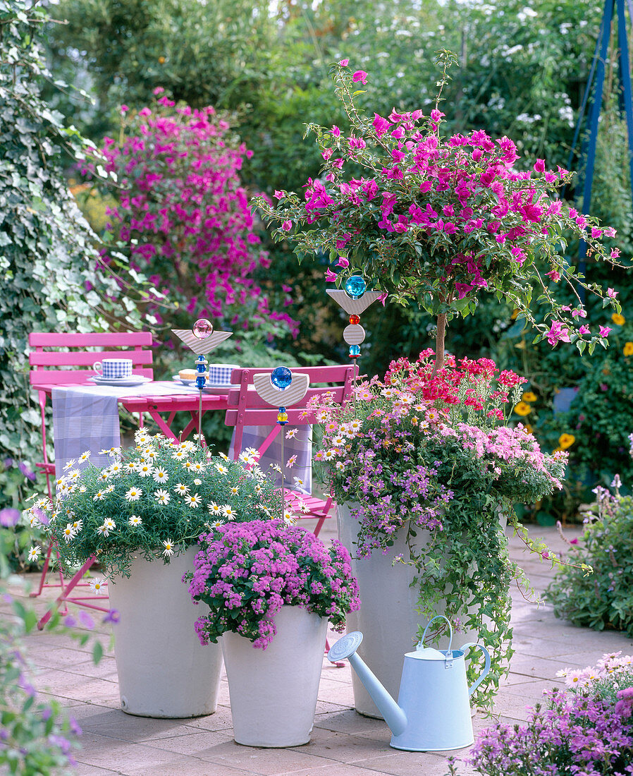 Bougainvillea, Argyranthemum / Margeriten