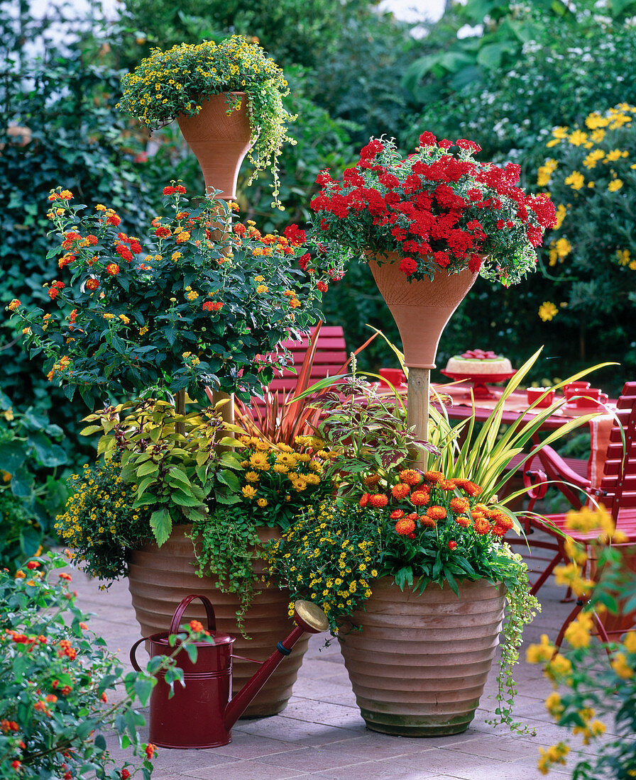 Lantana, helichrysum (strawflower)