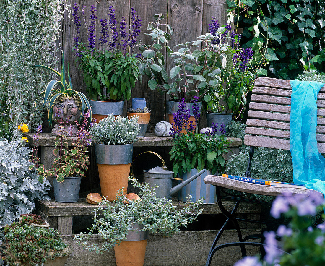 Salvia farinacea 'Victoria' (flour sage), Lavandula (lavender)