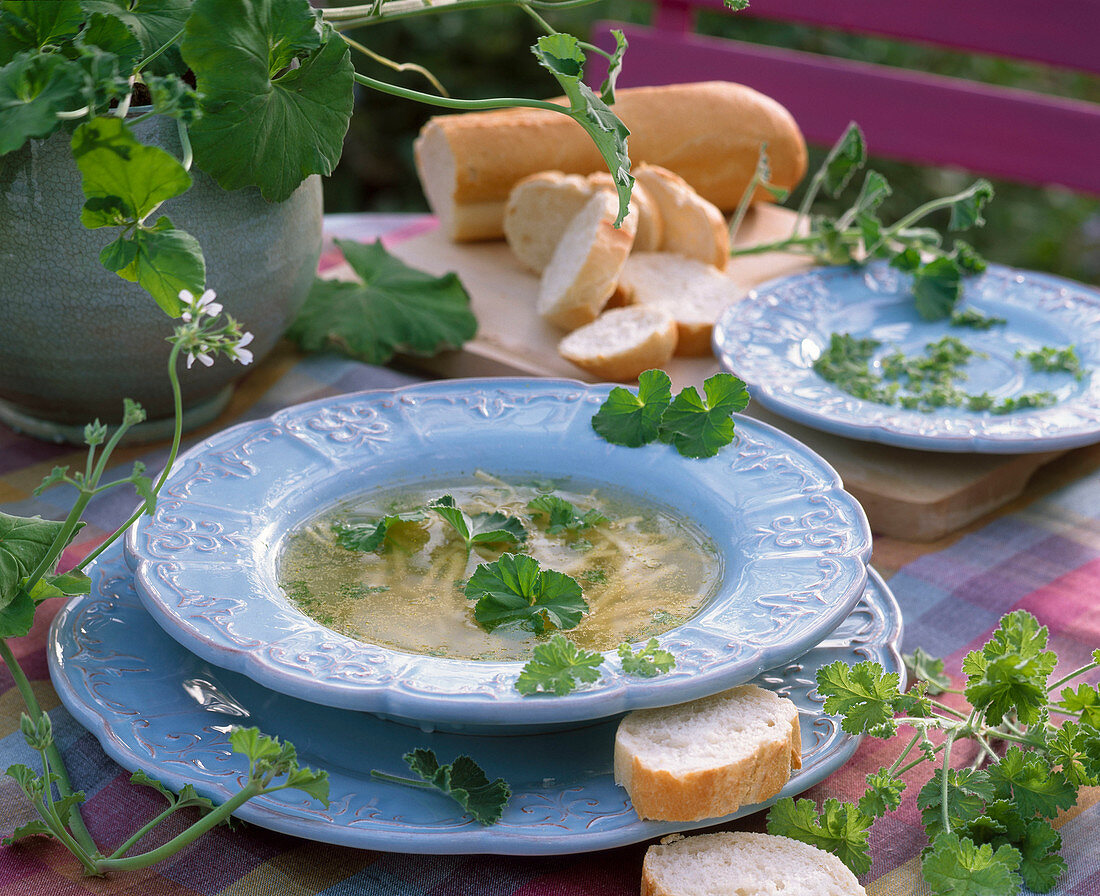 Chicken soup with noodles, Pelargonium odoratissimum 'Torento'