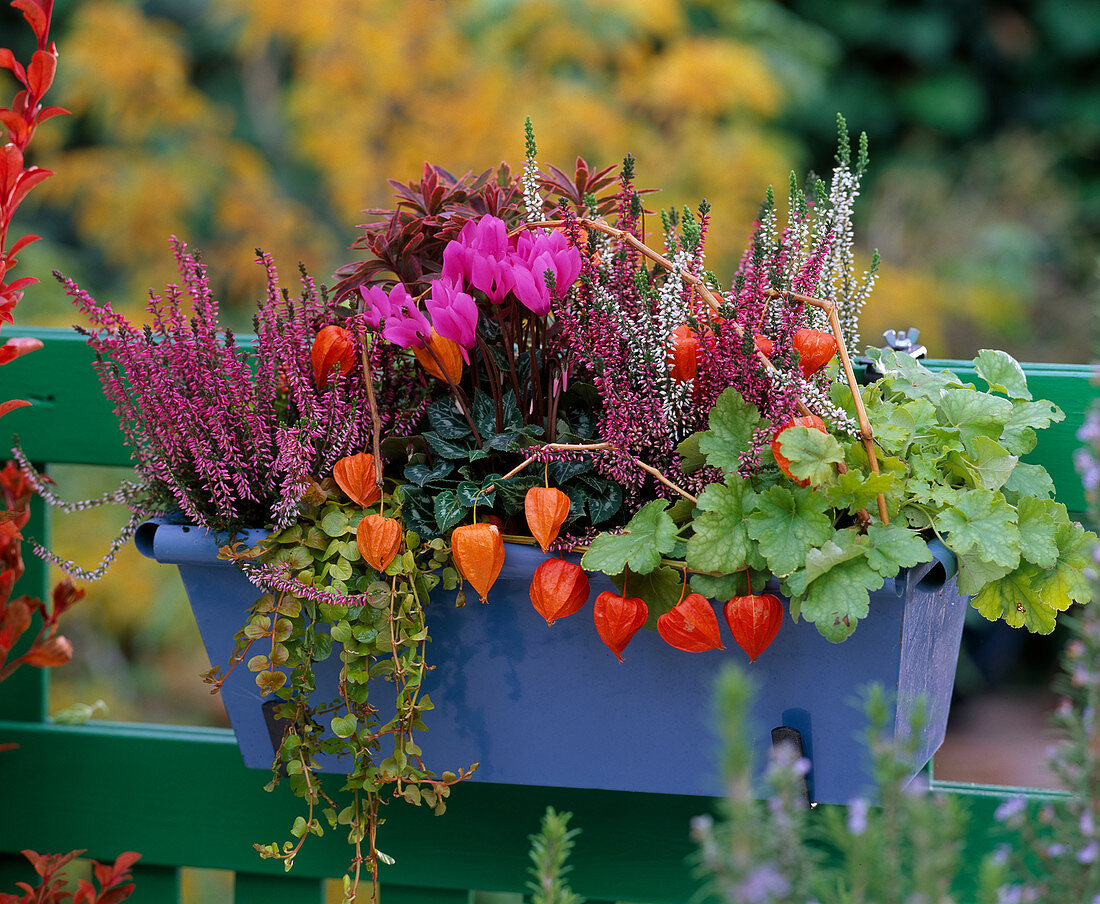 Calluna (summer heather), Cyclamen (cyclamen), Heuchera 'Strawberry Swirl' (purple bellflower)