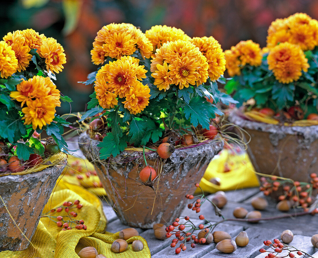 Chrysanthemum Dreamstar 'Plutonia' / Chrysanthemen, Rosa / Hagebutten, Corylus