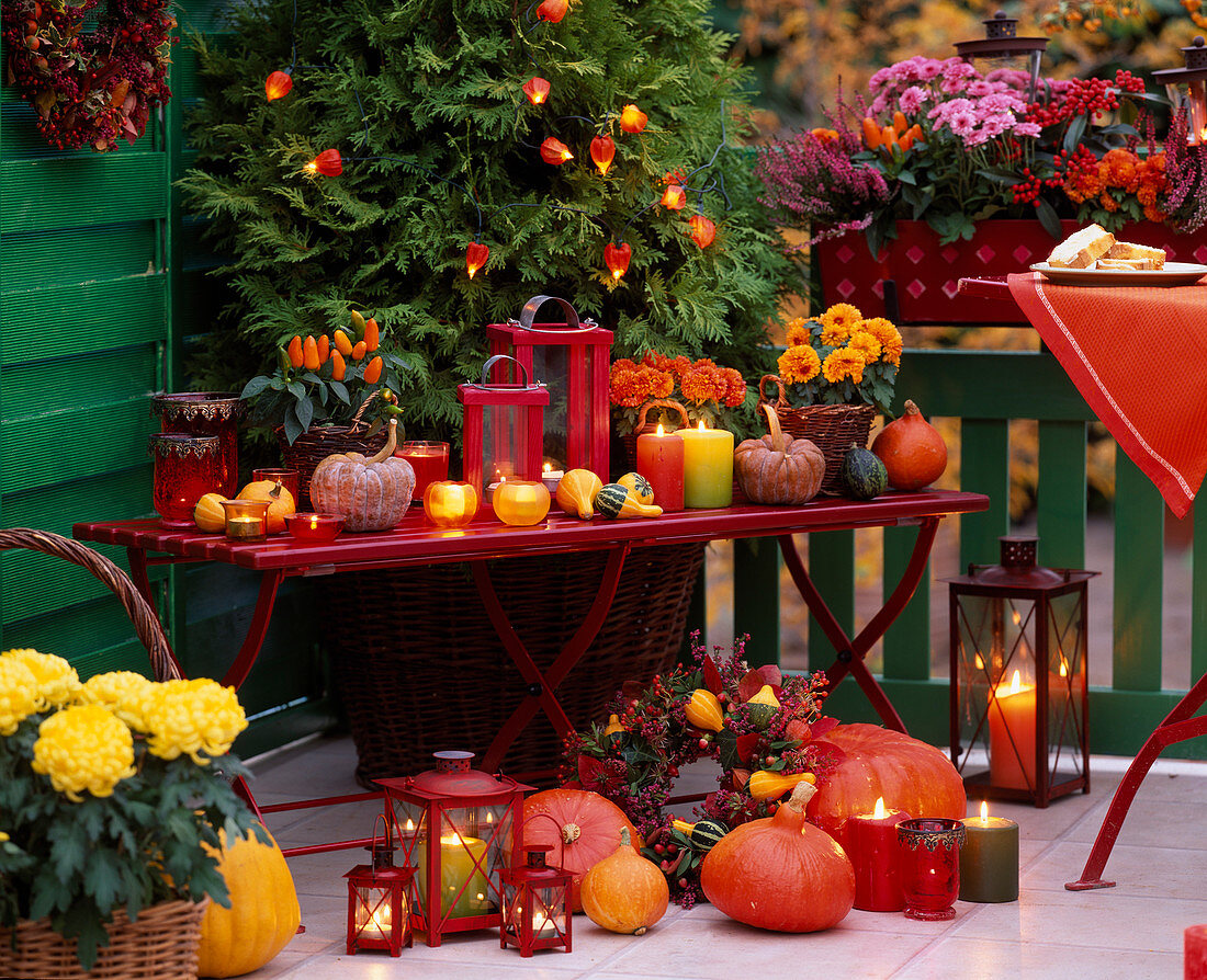 Red bench with Cucurbita (pumpkins), Chrysanthemum, Capsicum (ornamental peppers)