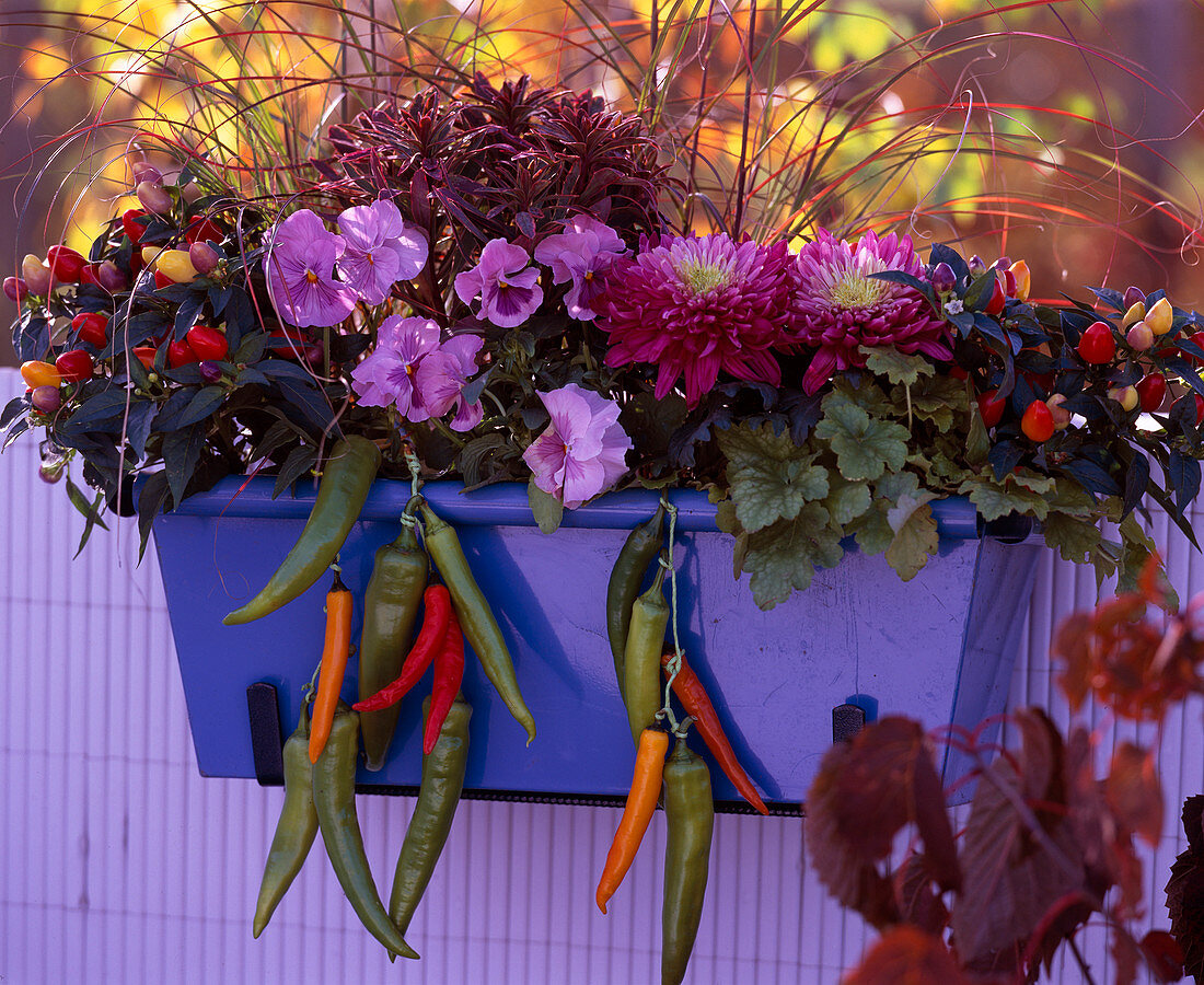 Capsicum ornamental peppers and hot peppers, Viola pansies, Chrysanthemum