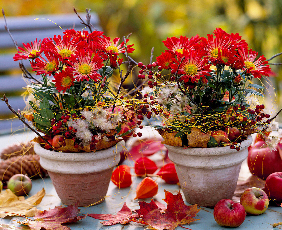 Chrysanthemum, Rosa (rose hips), Clematis (wild vine), Malus (apples), Acer (maple)