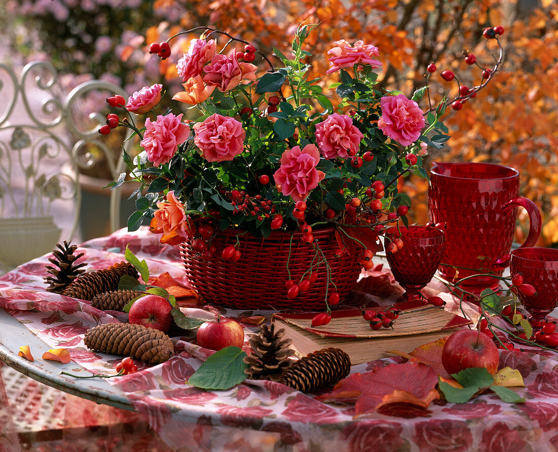 Rosa (mini pot rose), rose hips in a red basket, Picea (spruce cone), Pinus