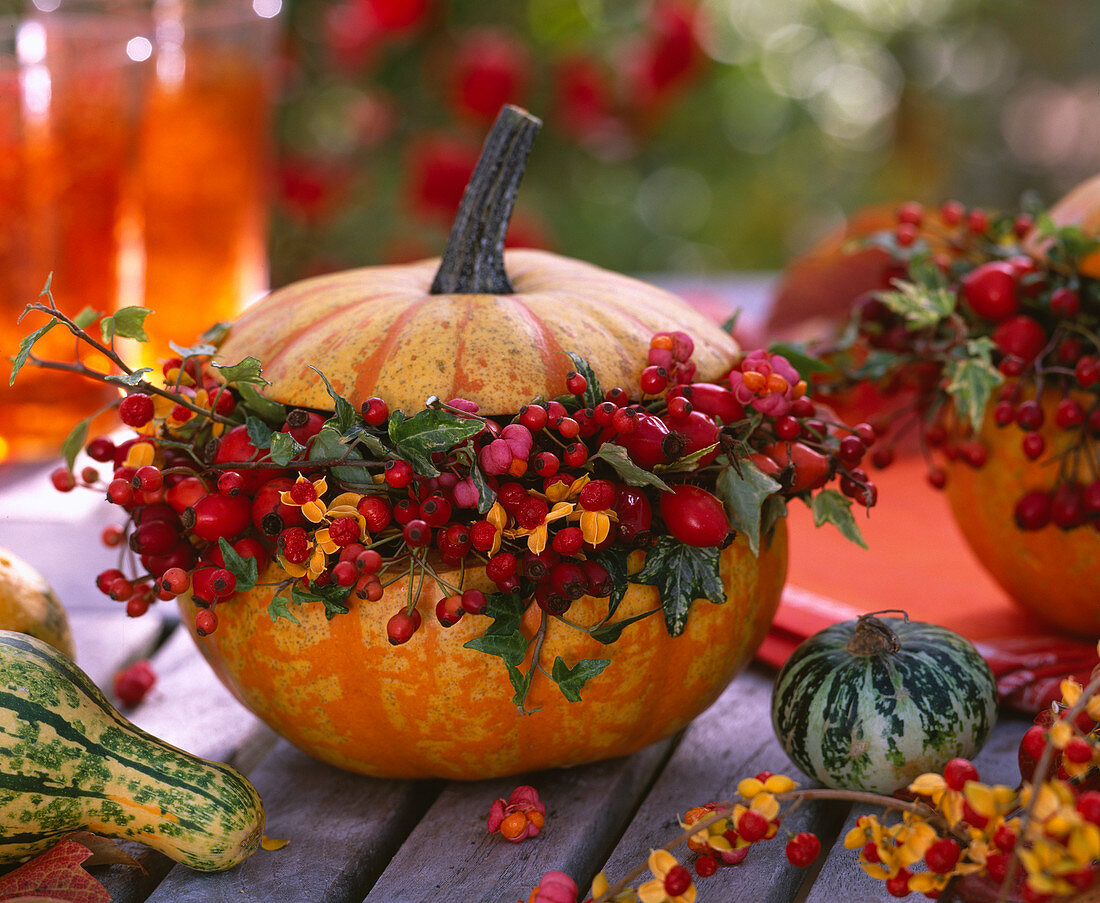 Cucurbita (pumpkins). Arrangement of Rosa (rose hips), Celastrus (tree strangler).