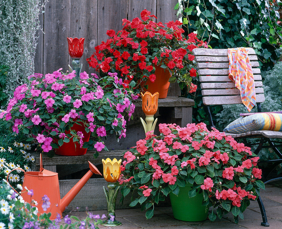 Impatiens walleriana 'Spellbound Imtrared'