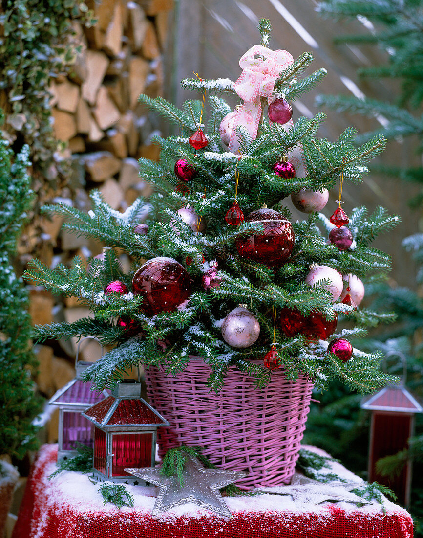 Abies koreana 'Dark Hill' (Korean fir Nasto Symphony)