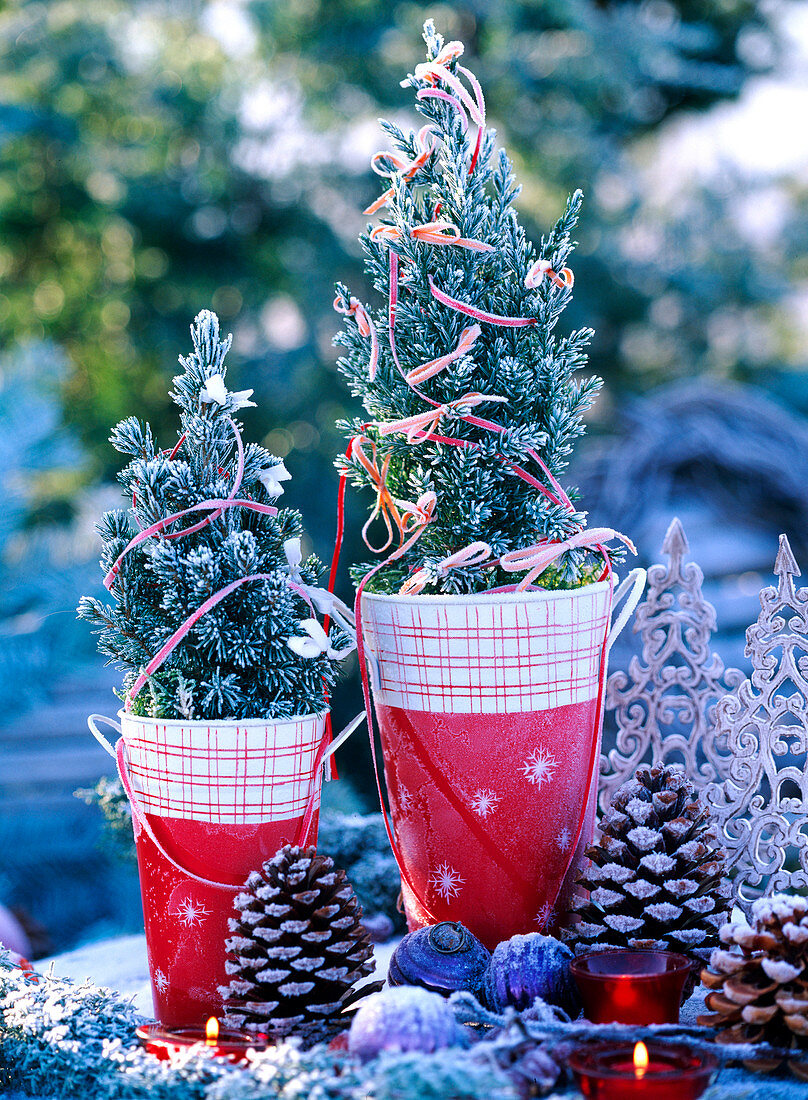 Juniperus (Wacholder), Picea 'Conica' (Zuckerhutfichte), Pinus (Pinienzapfen)