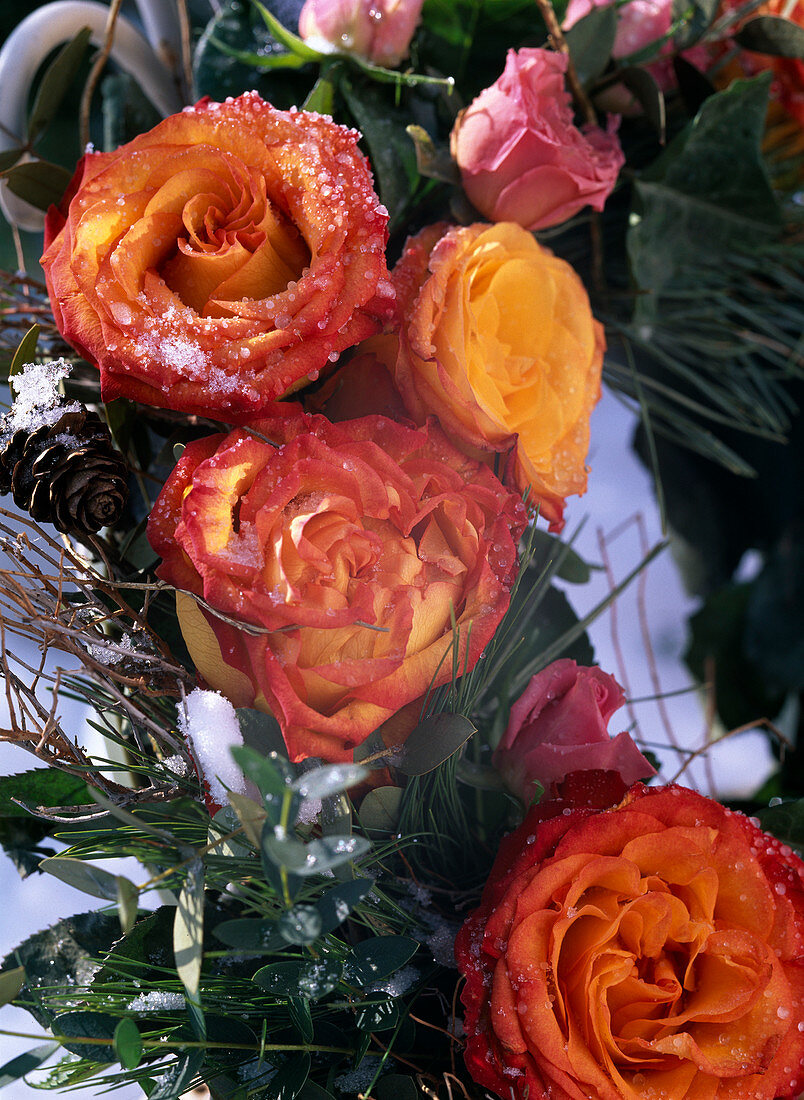 Rosa (rose blossoms yellow-orange and pink) with hoarfrost