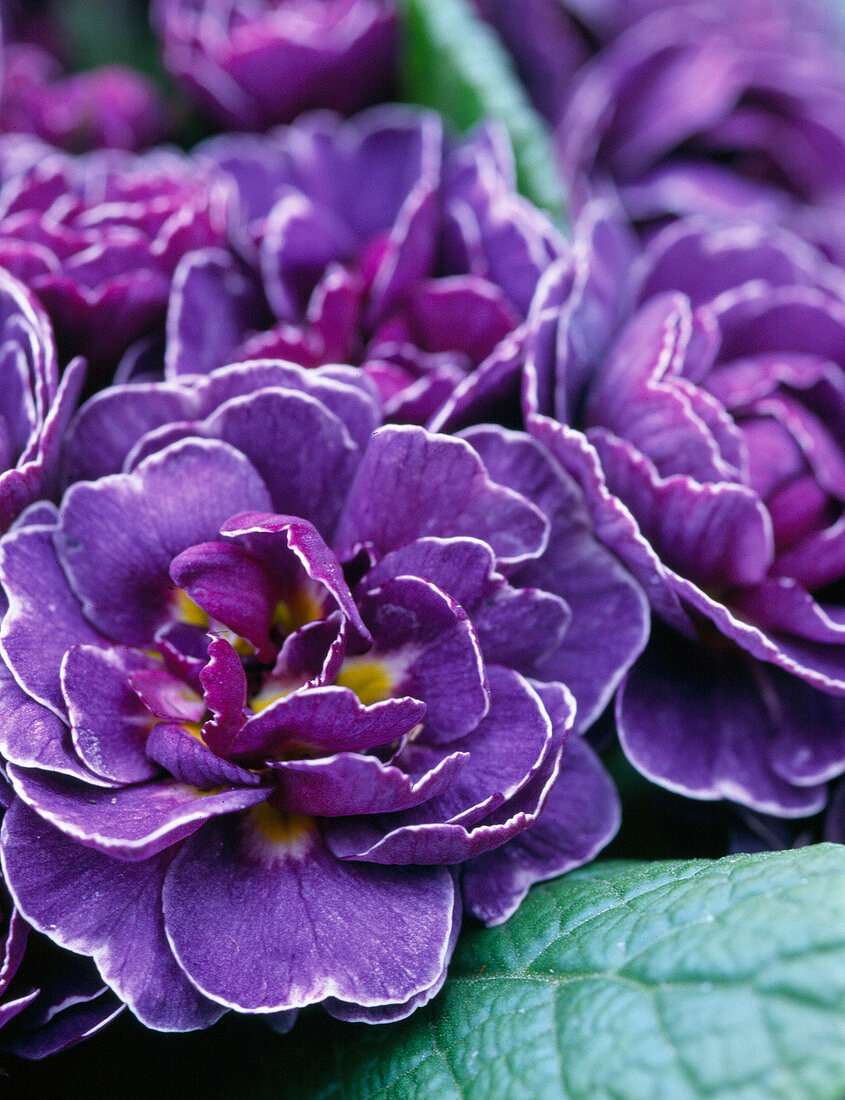 Primula acaulis / Frühlingsprimel mit gefüllten Blüten in blau mit weißem Rand