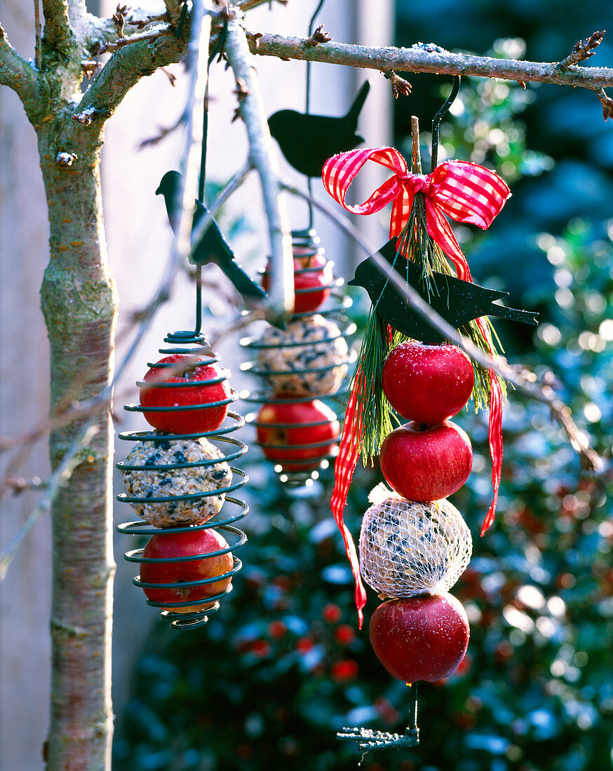 Feeding station with Malus (apple) and Meisenknödeln