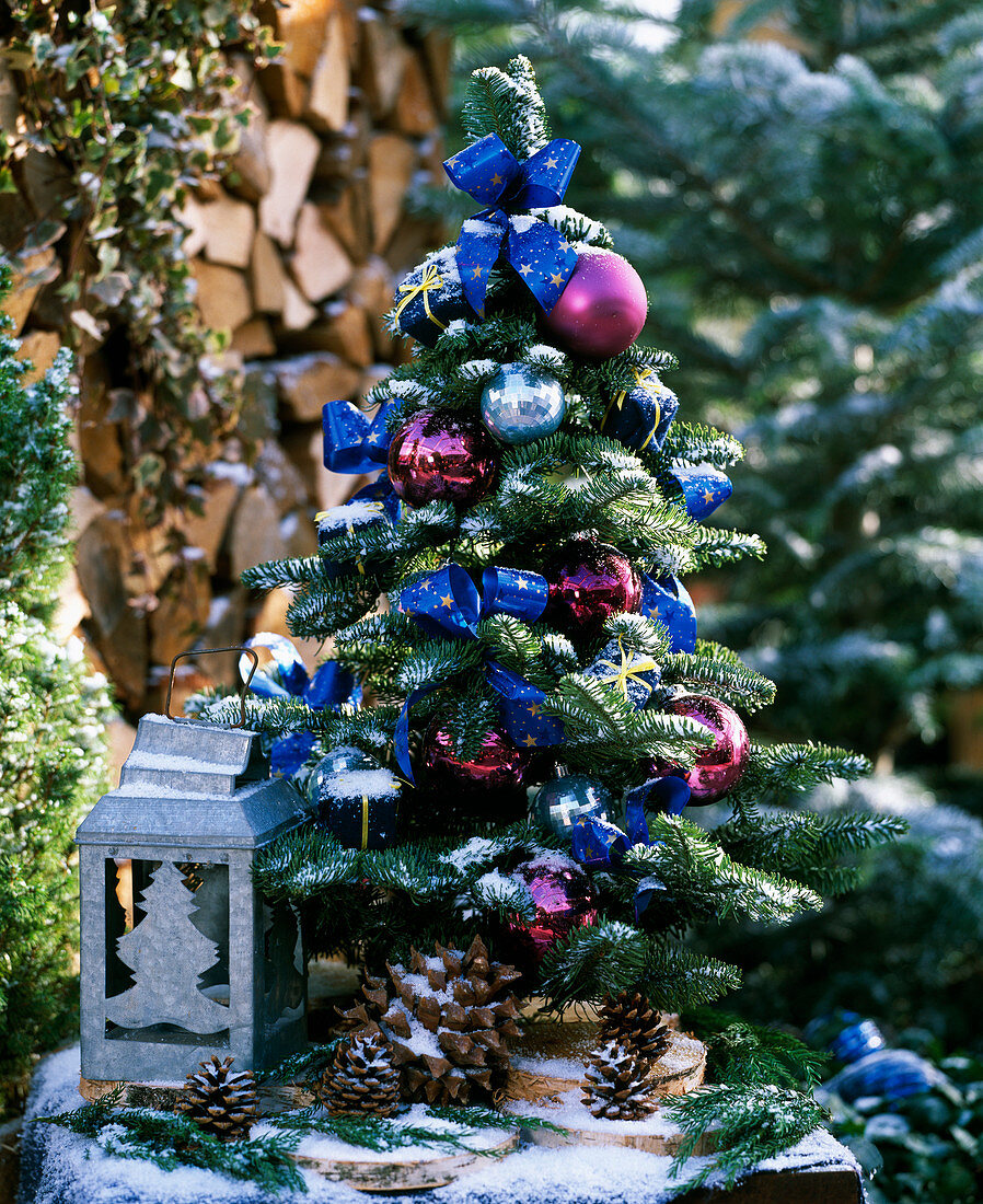 Kleines Weihnachtsbäumchen im Garten mit Schnee