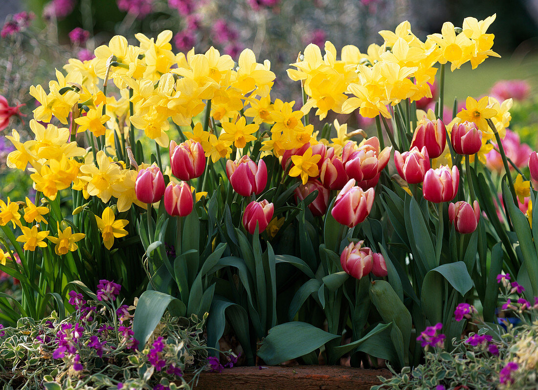 Narcissus 'Stint', 'Tete à Tete' (Daffodils)