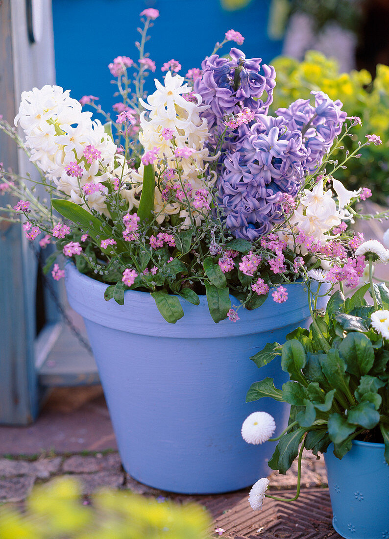 Hyacinthus (weiße und blaue Hyazinthen)