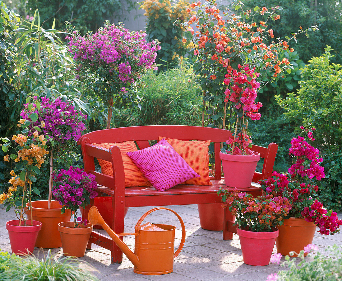 Bougainvillea-Terrasse