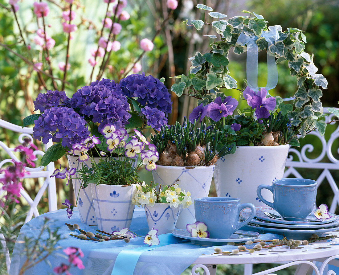 Hydrangea (hydrangea), Viola sorbet (horn violet)