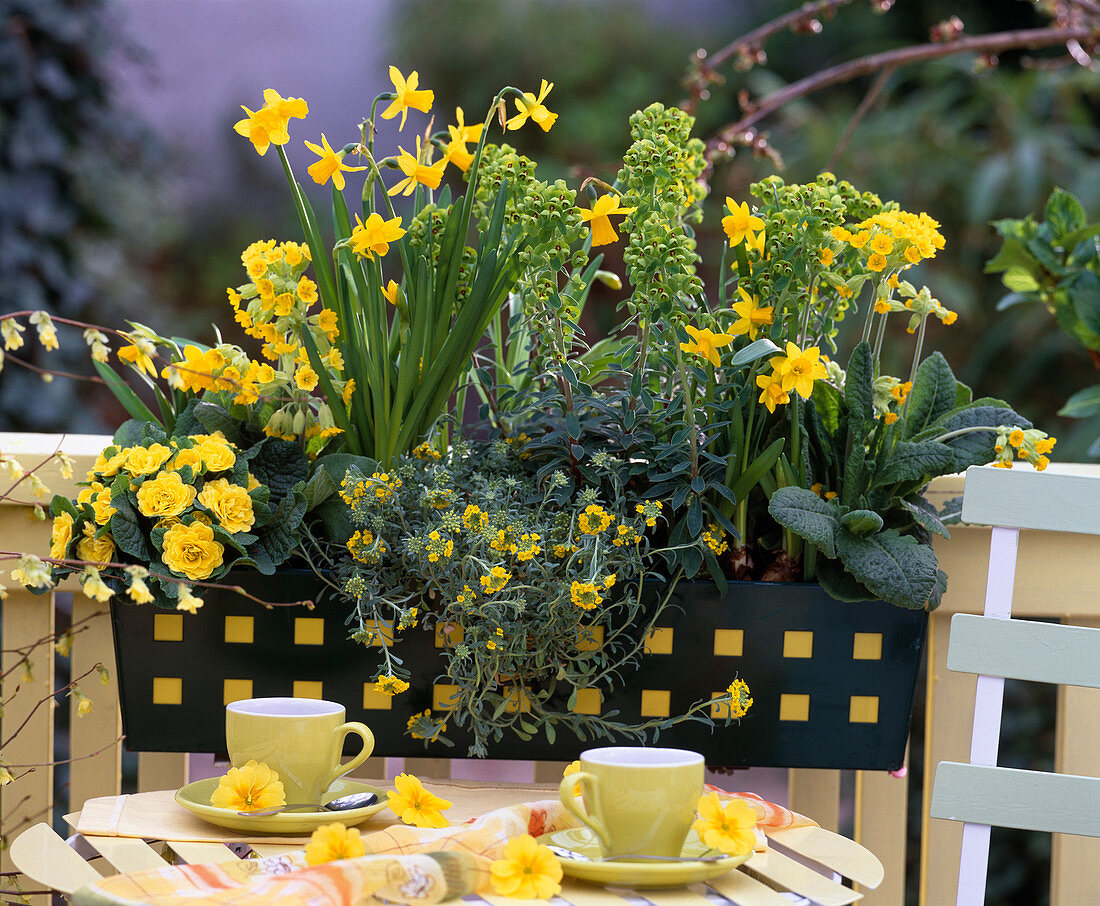 Narcissus (Narcissus), Primula 'Butter Yellow', 'Cabrillo'