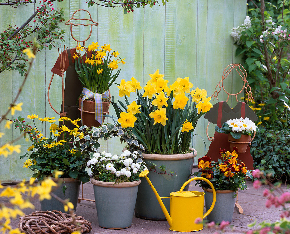 Put daffodil in tub in autumn