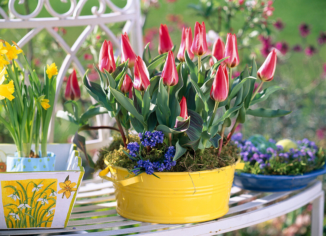 Tulipa (Tulpen), Myosotis (Vergißmeinnicht)