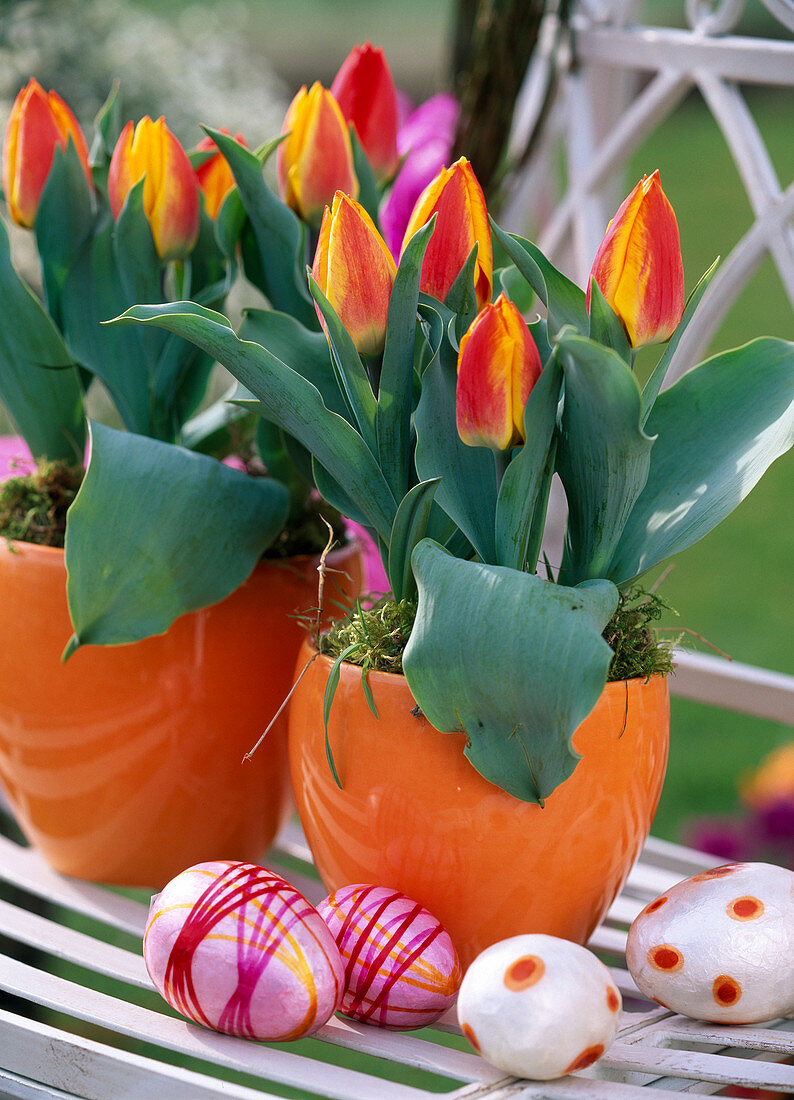 Tulipa 'Flair' (tulips) in orange pots, decorative eggs