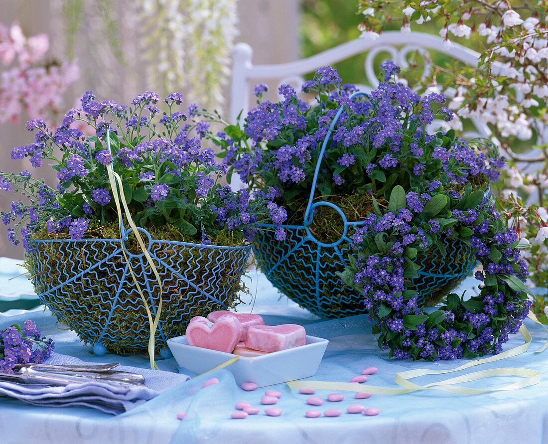 Blue metal baskets filled with moss, myosotis (forget-me-not)