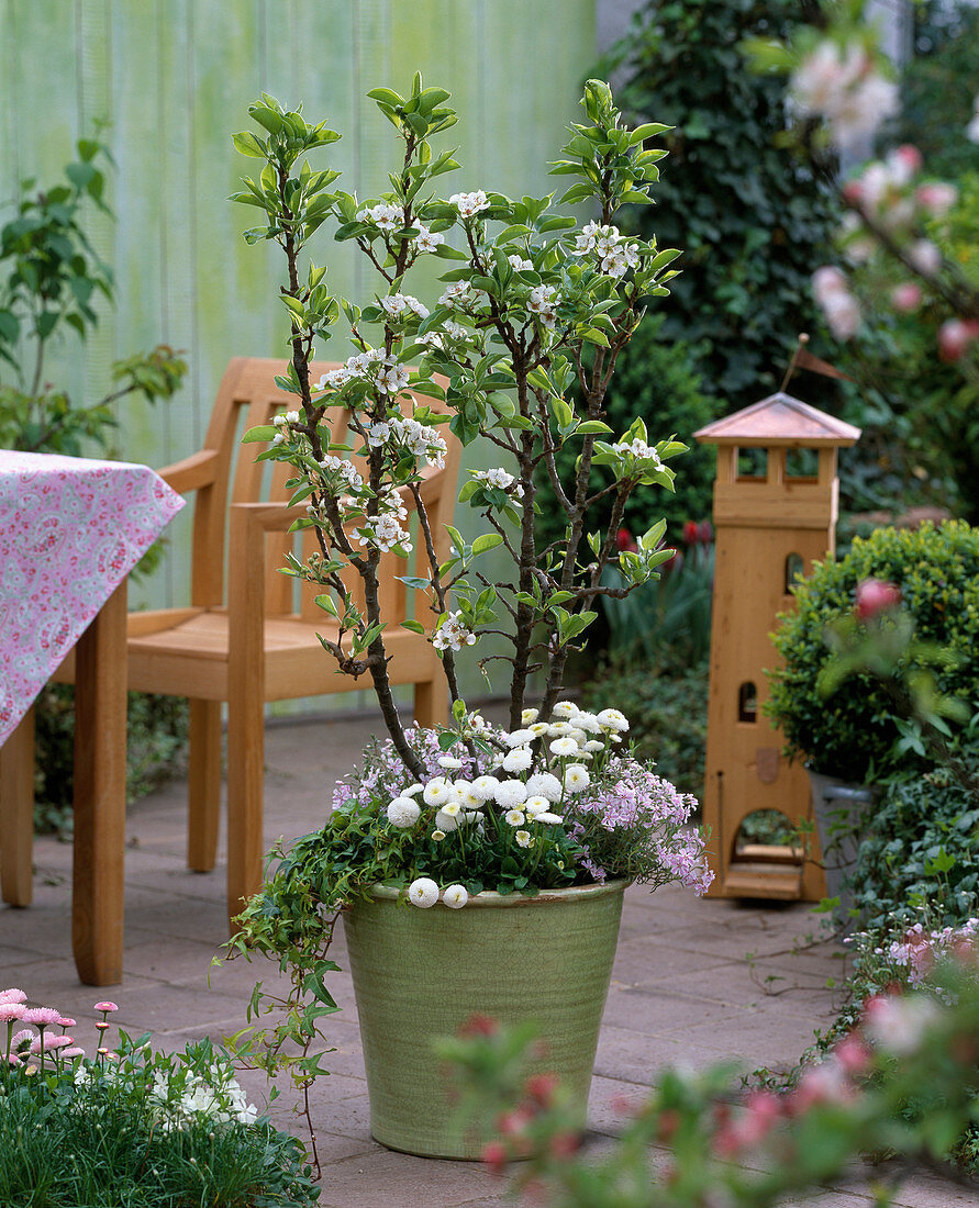 Pyrus 'Gartenperle' (dwarf pear), Bellis (white daisy)